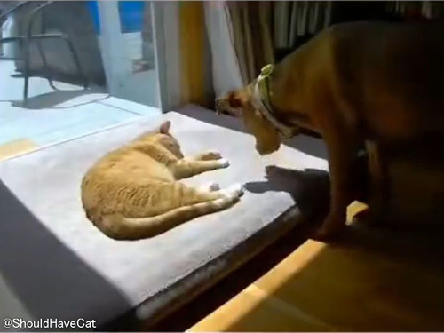 良しの犬と猫…片方が寝ているときの添い寝のやり方は大違い
