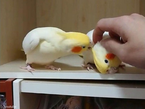 �ʥǤƤۤ��������ᥤ��03