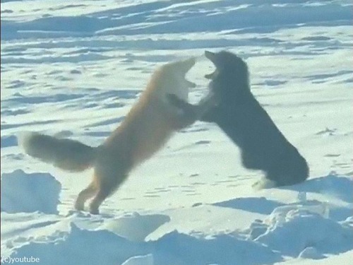 �֤����ĥͤ��Ĥ����ĥͤ����󥹤��٤äƤ�00