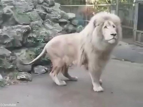 ����ܥ�̤򸫤��饤����Υꥢ�������01