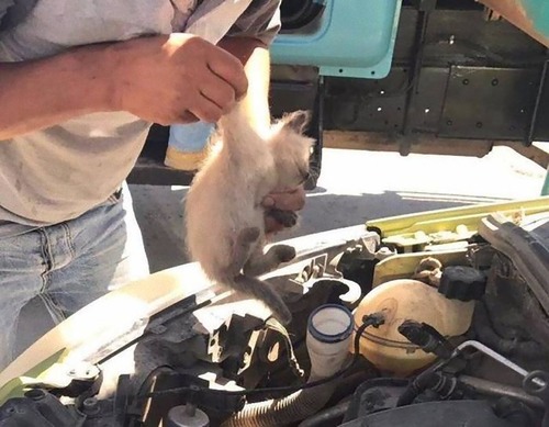車の中にいる動物06