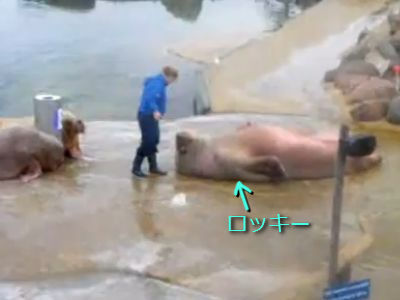 ロッキーなセイウチ