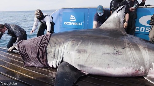 カナダに5mの巨大ザメ「海の女王」05