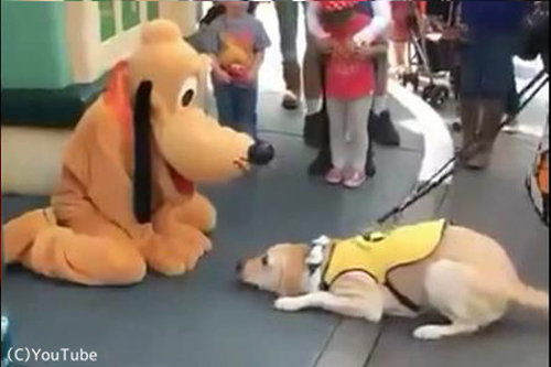 こんな反応をするんだ 犬がディズニーのプルートに出会ったとき 動画 らばq こんな反応をするんだ 犬がディズニーのプルートに出会ったとき 動画 らばq