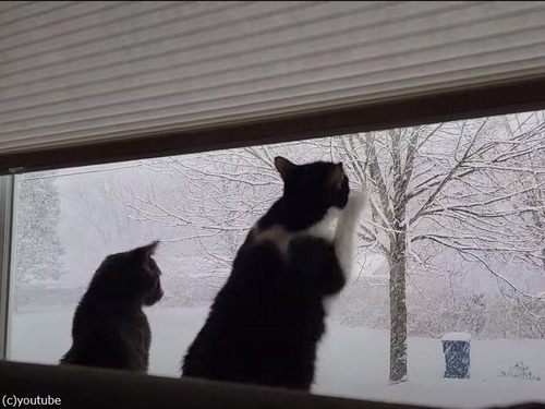 降りしきる雪に興奮する猫たち