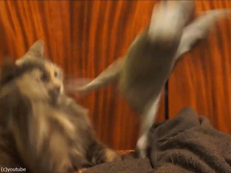 インコが仲良しの猫に かまって とイタズラした結果 動画 らばq