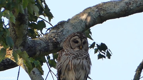 鳥の攻撃に動じないフクロウ05