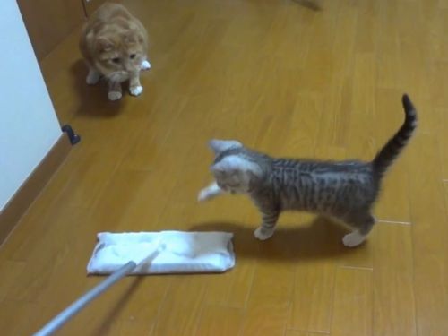 子猫がいると掃除がはかどらない01