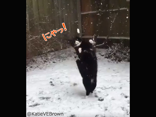 雪をキャッチするにゃんこ00
