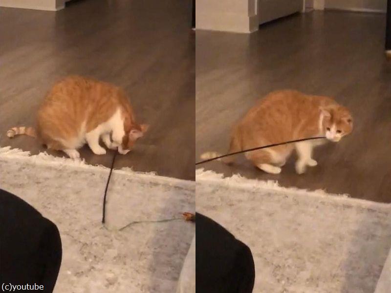 ねこじゃらしを自分ひとりで遊びこなす猫 動画 らばq