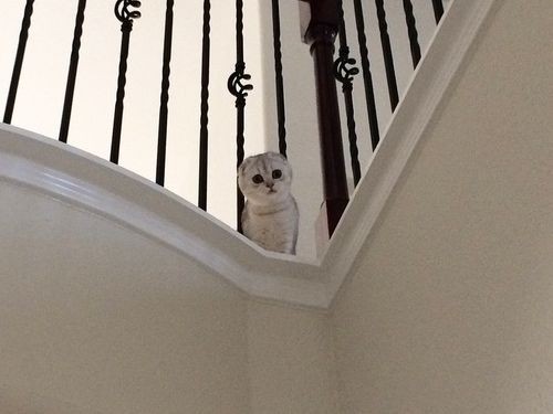 うちの中にフクロウが入ってきたのかと思った02