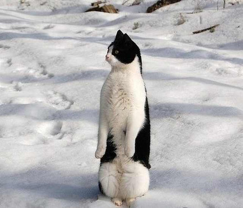 前世は別の動物だったであろう猫15