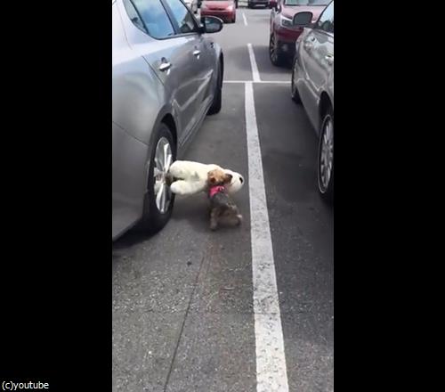 ぬいぐるみに大喜びのテリア05