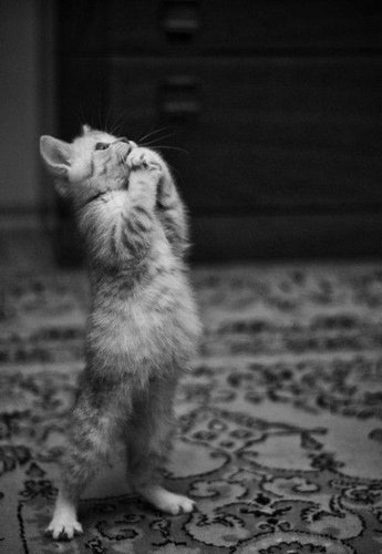 立ち猫11