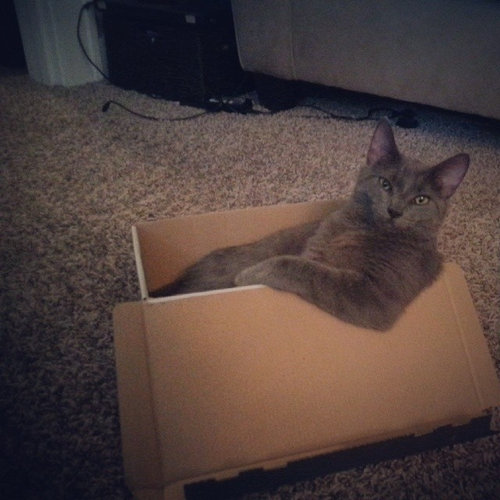 うちの猫がダンボール箱を噛んだ理由02