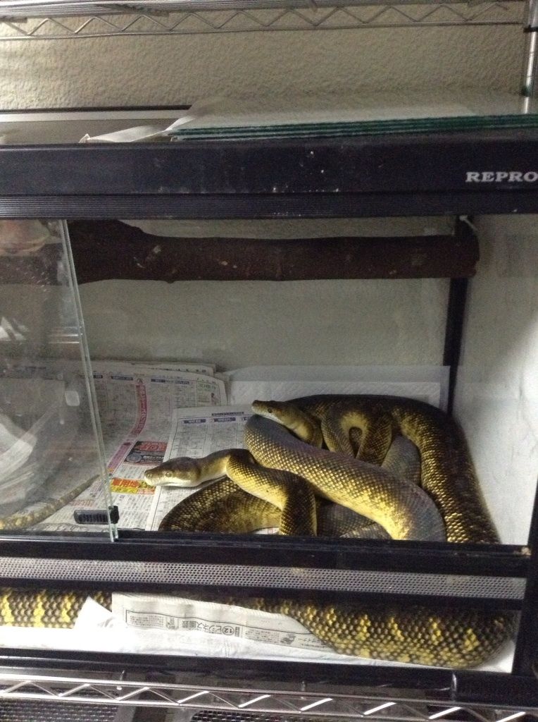 やっと来たze 大蛇館