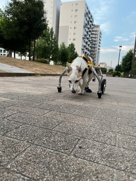 IMG_0886