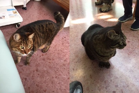 ねこちゃん