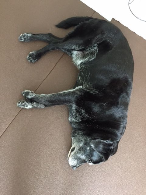 イメージ 7