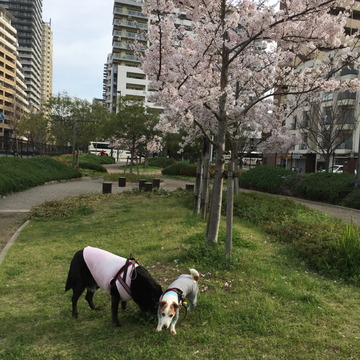 2017.4.10