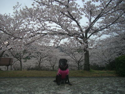 2014.4.6桜の谷