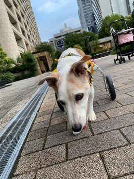 IMG_4563