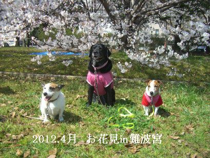 2012.4.1-1