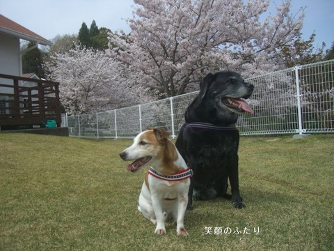 2016.4.2-5
