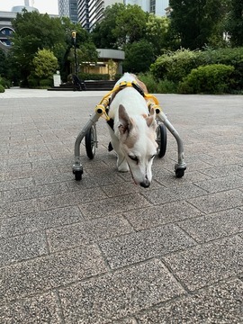 IMG_0883