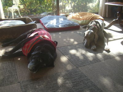 2014.12.7ミルちゃんと