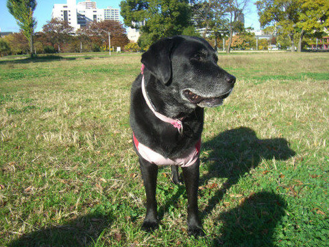 2011.12.4