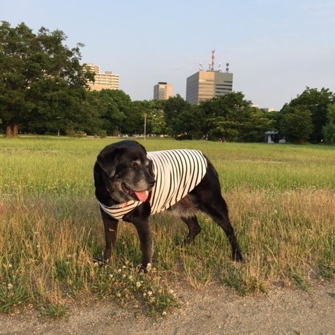 2017.6.16