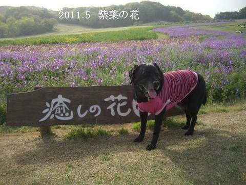 2011.5.花桟敷4