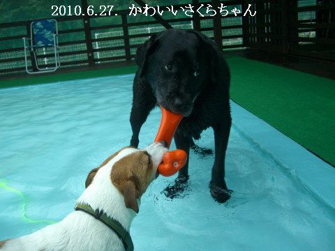 2010.6.27.お目目が可愛い