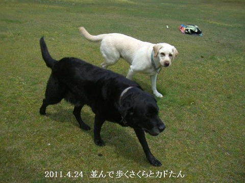 2011.4.24.琵琶湖4