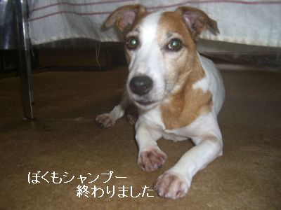 イメージ 2