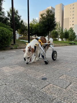 IMG_1207