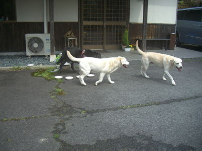 イメージ 5