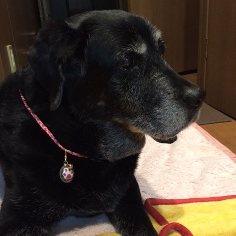2016.12.27お守り