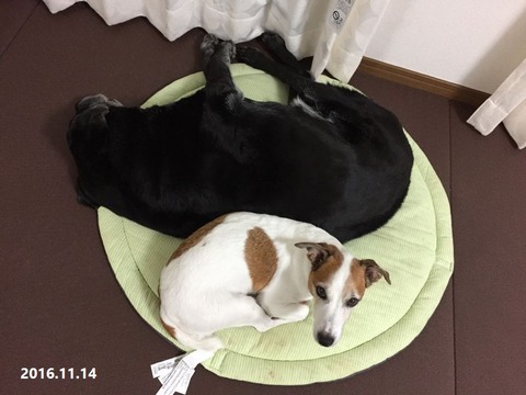 2016.11.14 (2)