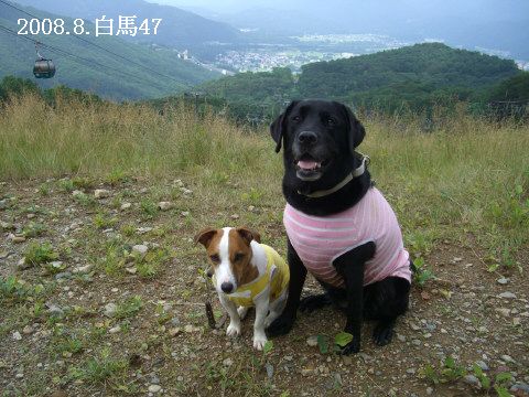 2008.8.白馬47
