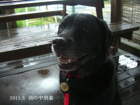 2011.5.花桟敷8