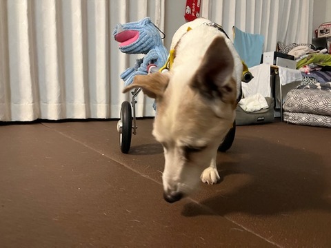 IMG_6538