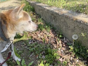 ����ݥݤ����Ӥ�į�����Ф���