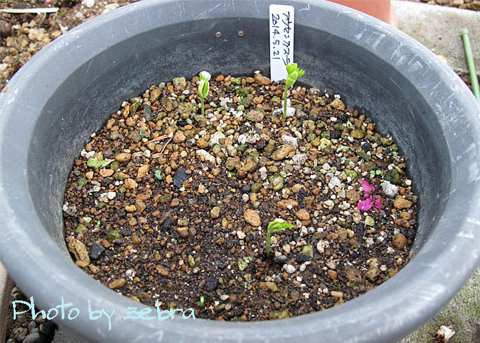 フウセンカズラ 発芽 私の絵日記