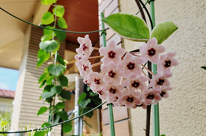 桜ランの花が咲きました 私の絵日記 桜ランの花が咲きました 私の絵日記