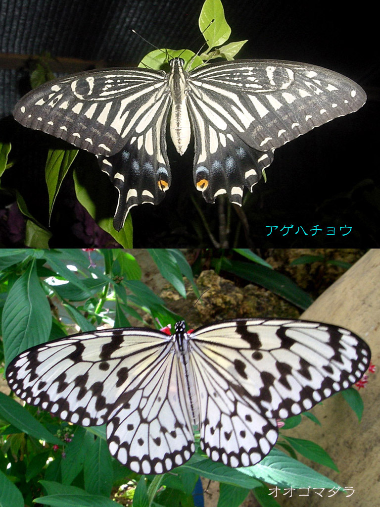 アゲハとオオゴマダラ 私の絵日記