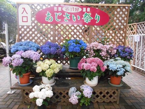 20190629入場口のあじさい鉢