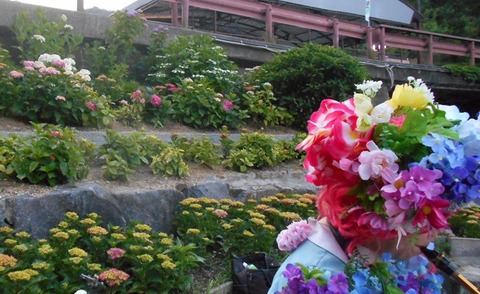 0601開花状況