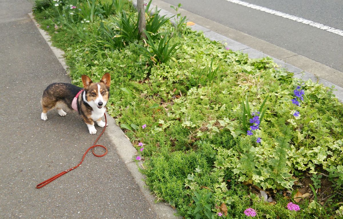 素敵な花壇 コーギーのレディは名前負け